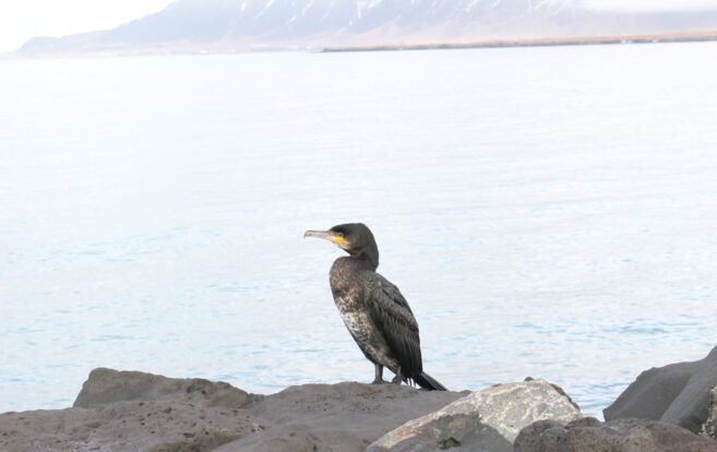 Skrifstofan opin á ný